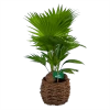 Livistona Rotundifolia In Gevlochten Caryota Pot - Chinese Schermpalm - P19 H50 - Kamerplant -Tuin & Buiten Korting Winkel livistona rotundifolia in pot chinese schermpalm p19 h50 kamerplant 1