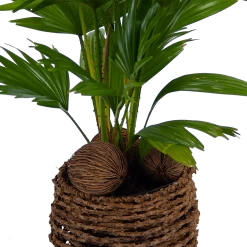 Livistona Rotundifolia In Gevlochten Caryota Pot - Chinese Schermpalm - P19 H50 - Kamerplant -Tuin & Buiten Korting Winkel livistona rotundifolia in pot chinese schermpalm p19 h50 kamerplant 2