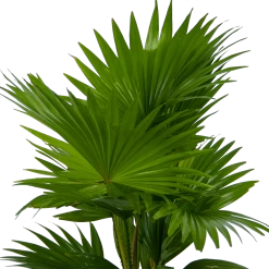 Livistona Rotundifolia In Gevlochten Caryota Pot - Chinese Schermpalm - P19 H50 - Kamerplant -Tuin & Buiten Korting Winkel livistona rotundifolia in pot chinese schermpalm p19 h50 kamerplant 3