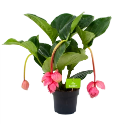 Medinella Magnifica - Trosbloem - P17 H60 - Kamerplant