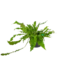 Microsorum Crocodyllus - Krokodillenvaren - P37 H85 - Kamerplant