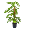 Monstera Adansonii Op Mosstok - Monkey Mask/Leaf- P16 H65 - Kamerplant