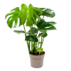 Monstera Deliciosa - Gatenplant - P17 H65 - Kamerplant -Tuin & Buiten Korting Winkel monstera deliciosa gatenplant p17 h65 4