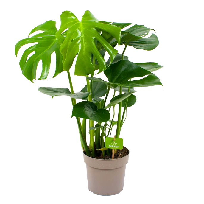 Monstera Deliciosa - Gatenplant - P17 H65 - Kamerplant 3 Monstera Deliciosa - Gatenplant - P17 H65 - Kamerplant