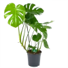 Monstera Deliciosa - Gatenplant - P24 H100 - Kamerplant -Tuin & Buiten Korting Winkel monstera deliciosa gatenplant p24 h100 kamerplant 1