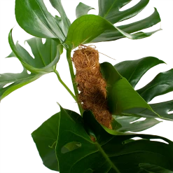 Monstera Deliciosa Op Mosstok - Gatenplant - P19 H80 - Kamerplant -Tuin & Buiten Korting Winkel monstera deliciosa op mosstok gatenplant p19 h80 5