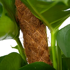 Monstera Deliciosa Op Mosstok - Gatenplant - P19 H80 - Kamerplant -Tuin & Buiten Korting Winkel monstera deliciosa op mosstok gatenplant p19 h80 6