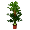 Monstera Deliciosa Op Mosstok - Gatenplant - P24 H120 - Kamerplant 2 Monstera Deliciosa Op Mosstok - Gatenplant - P24 H120 - Kamerplant -Tuin & Buiten Korting Winkel monstera deliciosa op mosstok gatenplant p24 h120 1 1