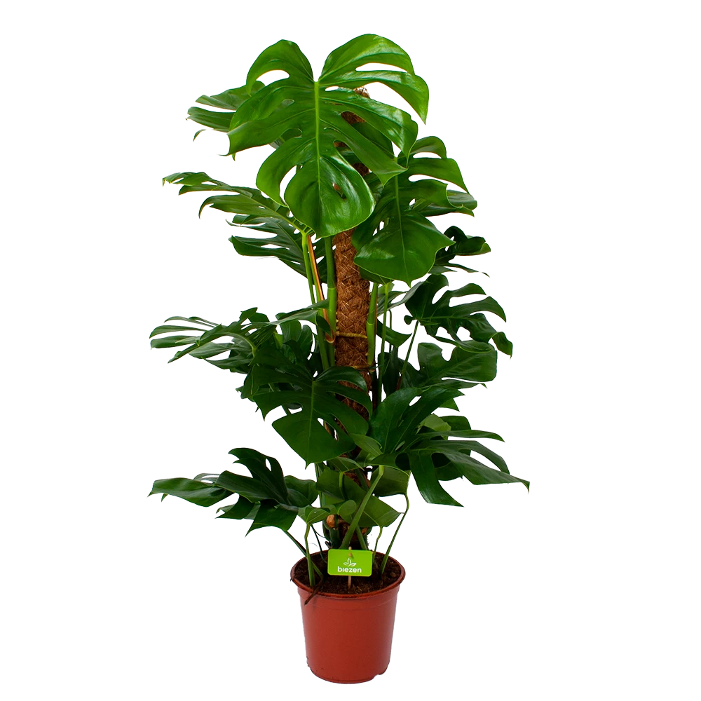 Monstera Deliciosa Op Mosstok - Gatenplant - P24 H120 - Kamerplant 3 Monstera Deliciosa Op Mosstok - Gatenplant - P24 H120 - Kamerplant