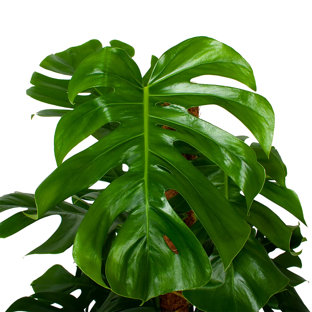 Monstera Deliciosa Op Mosstok - Gatenplant - P24 H120 - Kamerplant 4 Monstera Deliciosa Op Mosstok - Gatenplant - P24 H120 - Kamerplant - Afbeelding 2