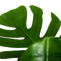 Monstera Deliciosa Op Mosstok - Gatenplant - P24 H120 - Kamerplant 8 Monstera Deliciosa Op Mosstok - Gatenplant - P24 H120 - Kamerplant -Tuin & Buiten Korting Winkel monstera deliciosa op mosstok gatenplant p24 h120 6