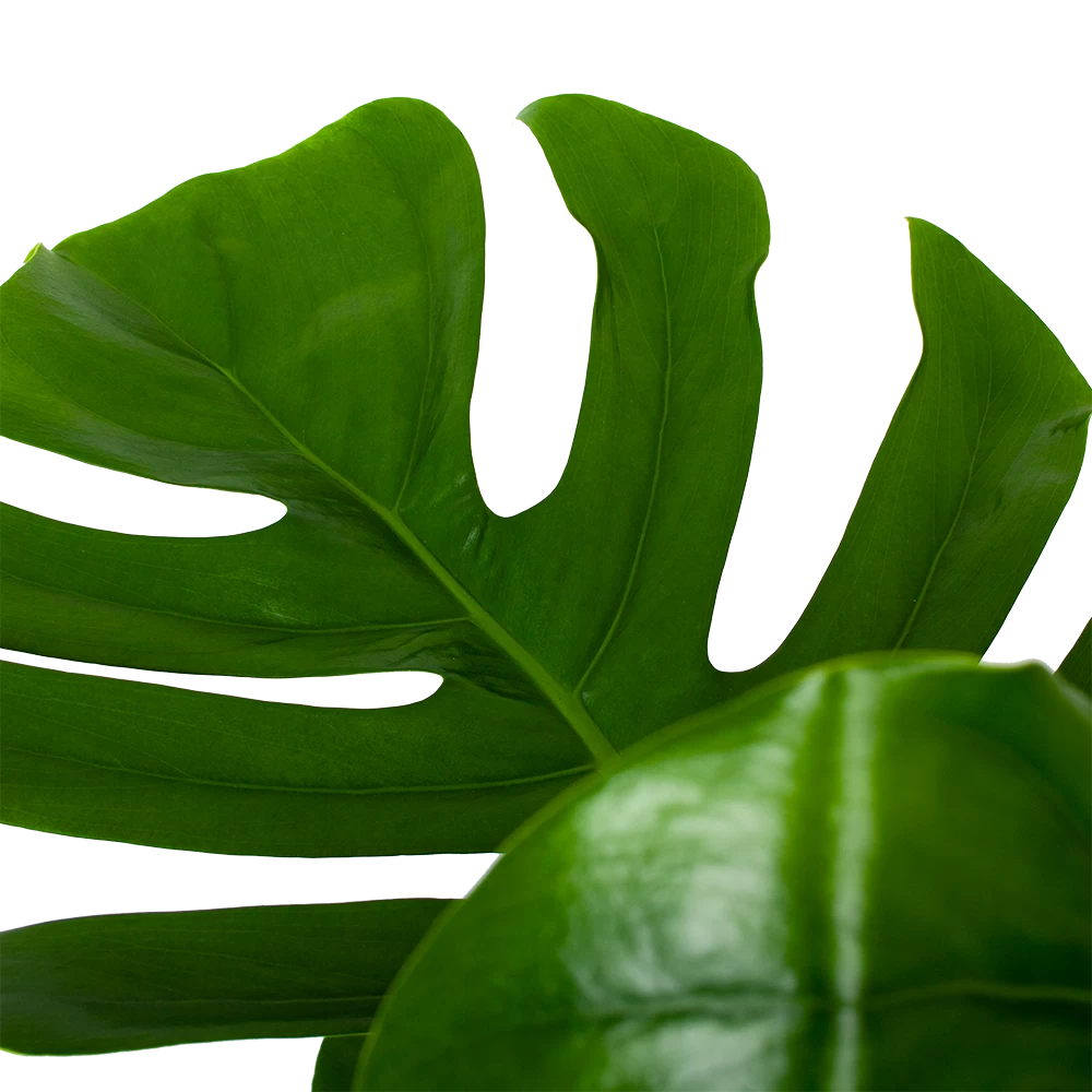 Monstera Deliciosa Op Mosstok - Gatenplant - P24 H120 - Kamerplant 5 Monstera Deliciosa Op Mosstok - Gatenplant - P24 H120 - Kamerplant - Afbeelding 3