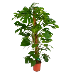 Monstera Deliciosa Op Mosstok - Gatenplant - P24 H150 - Kamerplant -Tuin & Buiten Korting Winkel monstera deliciosa op mosstok gatenplant p24 h150 4