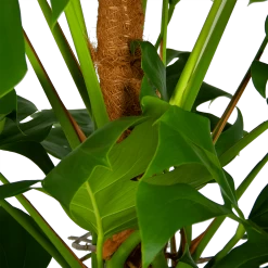 Monstera Deliciosa Op Mosstok - Gatenplant - P24 H150 - Kamerplant -Tuin & Buiten Korting Winkel monstera deliciosa op mosstok gatenplant p24 h150 6