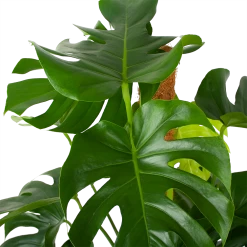 Monstera Deliciosa Op Mosstok - Gatenplant - P27 H120 - Kamerplant -Tuin & Buiten Korting Winkel monstera deliciosa op mosstok gatenplant p27 h120 6 3