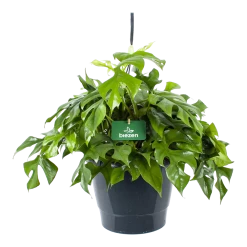 Monstera Minima - Gatenplant - In Hangpot - P27 H30 - Kamerplant