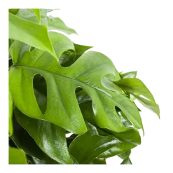 Monstera Minima - Gatenplant - In Hangpot - P27 H30 - Kamerplant -Tuin & Buiten Korting Winkel monstera minima gatenplant in hangpot p27 h30 6