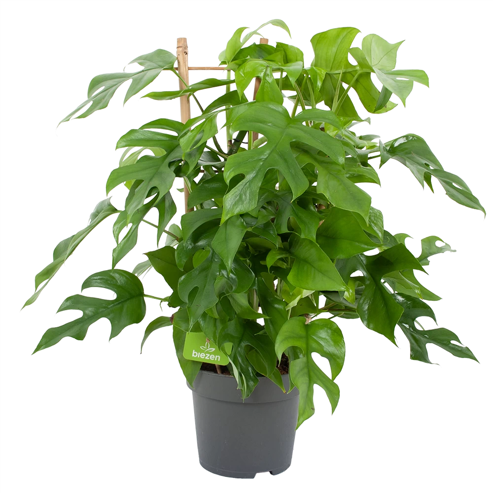 Monstera Minima Met Rekje Gatenplant P17 H65 - Kamerplant 3 Monstera Minima Met Rekje Gatenplant P17 H65 - Kamerplant