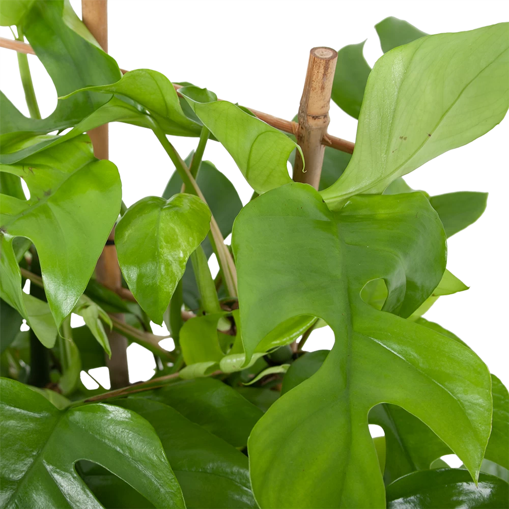 Monstera Minima Met Rekje Gatenplant P17 H65 - Kamerplant 4 Monstera Minima Met Rekje Gatenplant P17 H65 - Kamerplant - Afbeelding 2