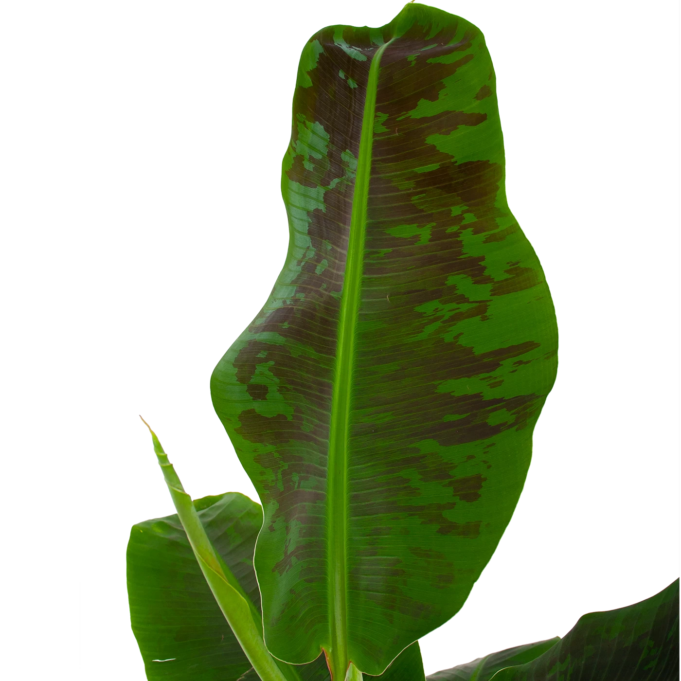 Musa Dwarf Cavendish - Bananenplant - P21 H90 - Kamerplant 4 Musa Dwarf Cavendish - Bananenplant - P21 H90 - Kamerplant - Afbeelding 2