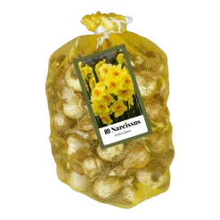 Narcissus Golden Dawn - 80st - Bloembollen - JUB Holland