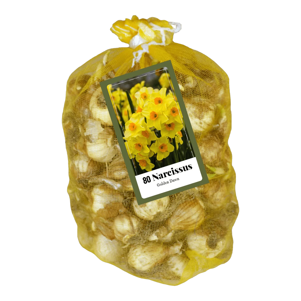 Narcissus Golden Dawn - 80st - Bloembollen - JUB Holland 2 Narcissus Golden Dawn - 80st - Bloembollen - JUB Holland