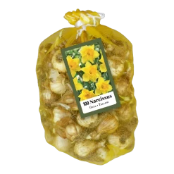Voorkant -Tuin & Buiten Korting Winkel narcissusnarcissus geel 100st bloembollen jub holland 2 1