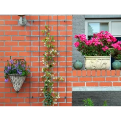 Nature - Metalen Klimrek Geplastificeerd Groen H145x72,5cm -Tuin & Buiten Korting Winkel nature metalen klimrek geplastificeerd groen h145x72 5cm 3 2