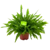 Nephrolepis Exalata Green Lady - Krulvaren - P19 H60 - Kamerplant 1 Nephrolepis Exalata Green Lady - Krulvaren - P19 H60 - Kamerplant -Tuin & Buiten Korting Winkel nephrolepis exalata green lady krulvaren p19 h60 4