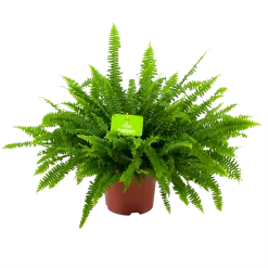 Nephrolepis Exalata Green Lady - Krulvaren - P19 H60 - Kamerplant
