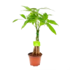 Pachira Aquatica - Geldboom - P12 H45 - Kamerplant 2 Pachira Aquatica - Geldboom - P12 H45 - Kamerplant -Tuin & Buiten Korting Winkel pachira aquatica geldboom p12 h45 1