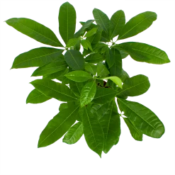 Pachira Aquatica - Geldboom - P17 H60 - Kamerplant -Tuin & Buiten Korting Winkel pachira aquatica geldboom p17 h60 6