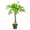 Pachira Aquatica - Geldboom - P23 H110 - Kamerplant -Tuin & Buiten Korting Winkel pachira aquatica geldboom p23 h110 1 1