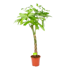 Pachira Aquatica - Geldboom - P24 H135 - Kamerplant