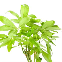 Pachira Aquatica - Geldboom - P24 H135 - Kamerplant -Tuin & Buiten Korting Winkel pachira aquatica geldboom p24 h135 6