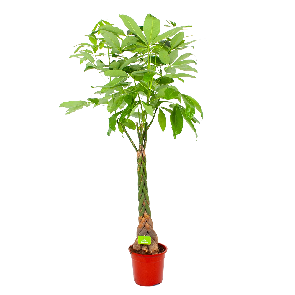 Pachira Aquatica - Geldboom - P27 H150 - Kamerplant 3 Pachira Aquatica - Geldboom - P27 H150 - Kamerplant