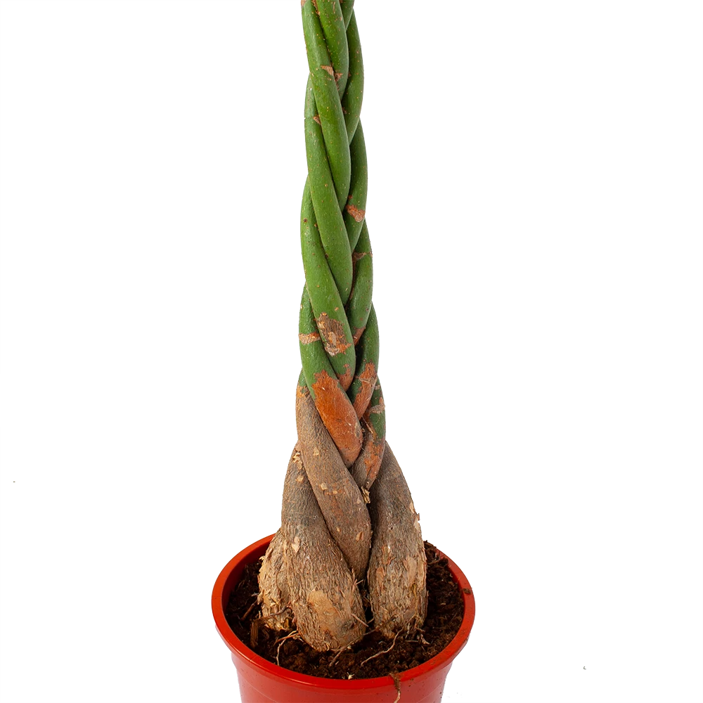 Pachira Aquatica - Geldboom - P27 H150 - Kamerplant 4 Pachira Aquatica - Geldboom - P27 H150 - Kamerplant - Afbeelding 2