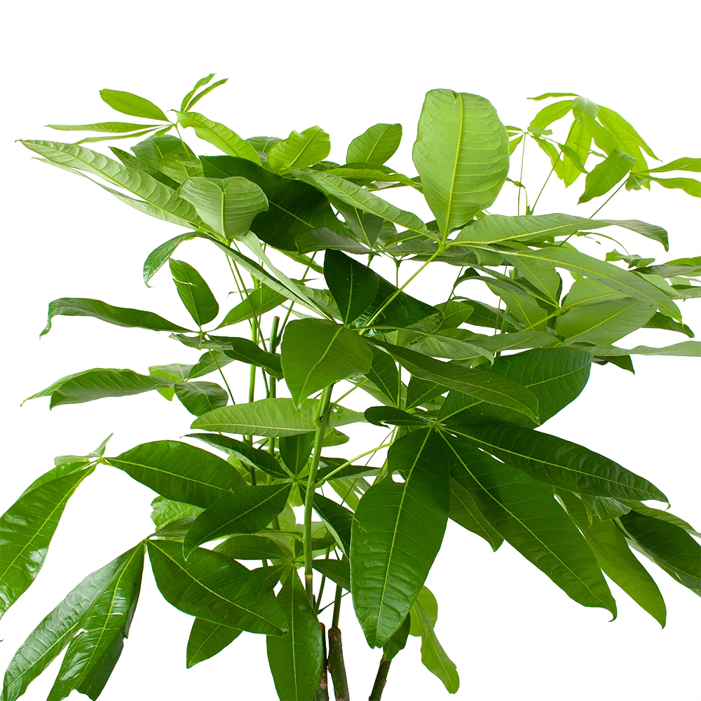 Pachira Aquatica - Geldboom - P27 H150 - Kamerplant 5 Pachira Aquatica - Geldboom - P27 H150 - Kamerplant - Afbeelding 3