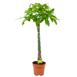 Pachira Aquatica - Geldboom - P30 H150 - Kamerplant
