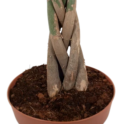 Pachira Aquatica - Geldboom - P30 H150 - Kamerplant 8 Pachira Aquatica - Geldboom - P30 H150 - Kamerplant -Tuin & Buiten Korting Winkel pachira aquatica geldboom p30 h150 6 1