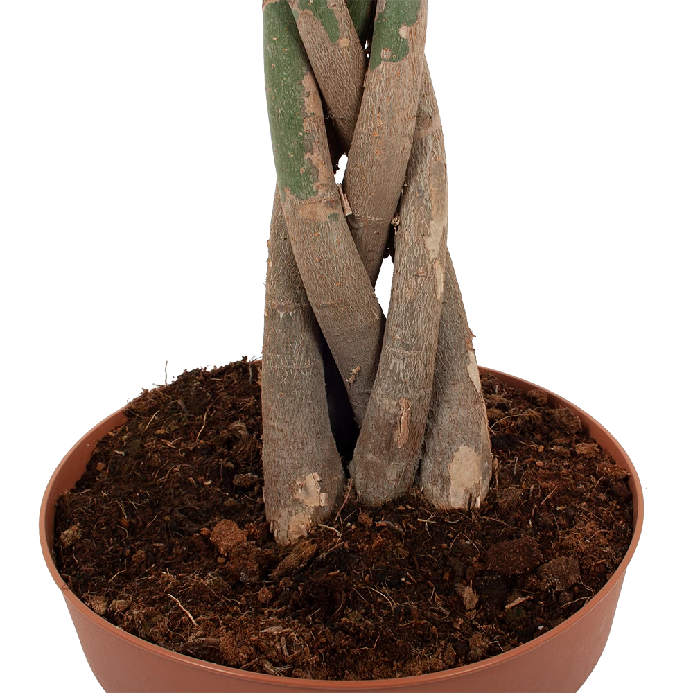 Pachira Aquatica - Geldboom - P30 H150 - Kamerplant 5 Pachira Aquatica - Geldboom - P30 H150 - Kamerplant - Afbeelding 3