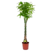 Pachira Aquatica - Geldboom - P31 H170 - Kamerplant -Tuin & Buiten Korting Winkel pachira aquatica geldboom p31 h170 1