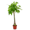 Pachira Aquatica - Geldboom - P35 H190 - Kamerplant -Tuin & Buiten Korting Winkel pachira aquatica geldboom p35 h190 1