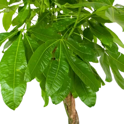 Pachira Aquatica - Geldboom - P35 H190 - Kamerplant -Tuin & Buiten Korting Winkel pachira aquatica geldboom p35 h190 6