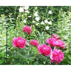 Peacock - Groeiraster Rond U00f860 Cm -Tuin & Buiten Korting Winkel peacock groeiraster rond d60 cm 2 2