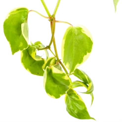 Peperomia Scandens Variegata - In Hangpot - P17 H30 - Kamerplant -Tuin & Buiten Korting Winkel peperomia scandens variegata in hangpot p17 h30 6