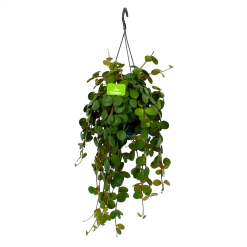 Peperomia Tetraphylla - In Hangpot - P15 H25 - Kamerplant