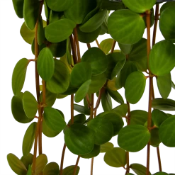 Peperomia Tetraphylla - In Hangpot - P15 H25 - Kamerplant -Tuin & Buiten Korting Winkel peperomia tetraphylla in hangpot p15 h25 6