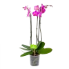 3 Taks Phalaenopsis Evolution - Vlinderorchidee - P12 H60 - Kamerplant -Tuin & Buiten Korting Winkel phalaenopsis vlinderorchidee 3 taks p12 h60 donker roze 4