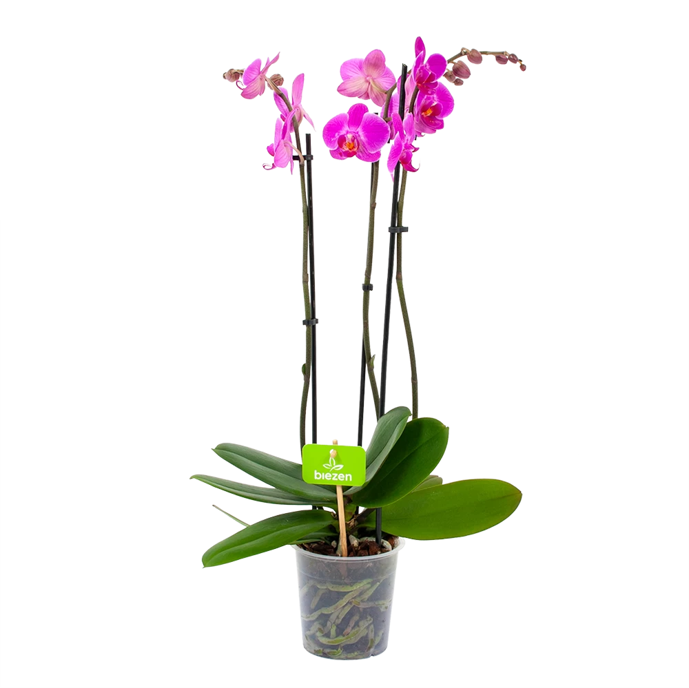 3 Taks Phalaenopsis Evolution - Vlinderorchidee - P12 H60 - Kamerplant 3 3 Taks Phalaenopsis Evolution - Vlinderorchidee - P12 H60 - Kamerplant